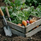 Les quatre saisons du potager